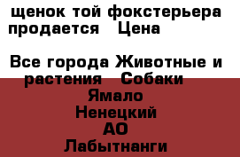 щенок той-фокстерьера продается › Цена ­ 25 000 - Все города Животные и растения » Собаки   . Ямало-Ненецкий АО,Лабытнанги г.